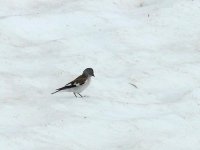 L1280165_Snow Finch.jpg