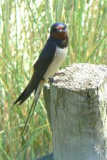 Swallow1_Walney_16Jun09.JPG