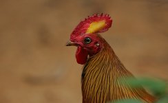 Sri Lanka Junglefowl -endemic.jpg