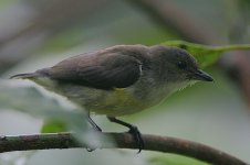 White-throated Flowerpecker female -endemic.jpg