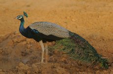 Indian Peafowl.jpg