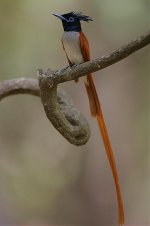 Asian Paradise Flycatcher 2.jpg