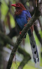 Sri Lanka Magpie -endemic.jpg