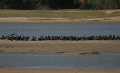 Indian Cormorants.jpg