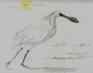 displaying spoonbill.JPG