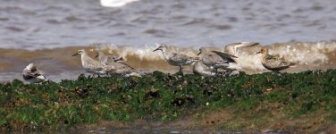 Z11Waders Knot 4 Titchwell Beach 250709125072009.jpg