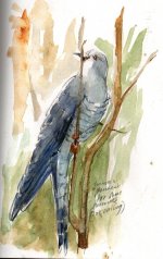 cuckoo sketch greece09.JPG