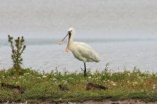 Z11HERONS SPOONBILL 3 CLEY 260709126072009.jpg