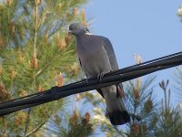 L1260668_Wood Pigeon.jpg