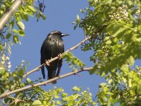 L1260678_Spotless Starling.jpg