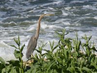 L1260687_Purple Heron.jpg