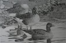 Greylag trio.JPG