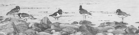 oystercatchers at roshven bay,western scotland.jpg