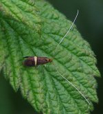 Nemophora_degeerella.jpg