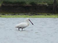 Spoonbill (13) copy.jpg