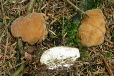 Brown Furry Fungi.jpg