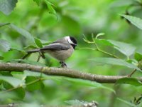 Chickadee.jpg