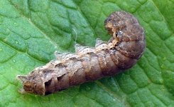 larva2f.jpg