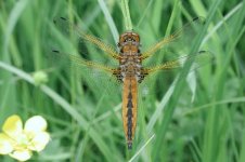 scarce chaser2.jpg