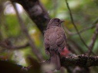 11-18-04 Caraca PN Thrush 2706.jpg