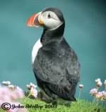 780Puffin_Handa_110603_web.jpg