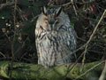 Long-eared Owl.jpg