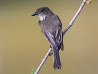 Flycatcher_0032.jpg