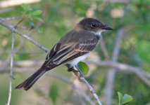 Flycatcher_0058.jpg