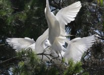 great egret feeding frenzy sm.jpg