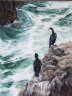 Pelagic cormorants at Bodega Head sm.jpg