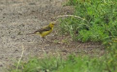 Yellow Wagtail 2.jpg