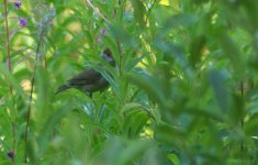 Female Blackcap.jpg