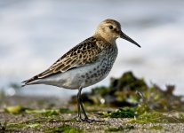 Dunlin2.jpg