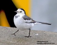 wagtail.jpg