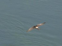 L1300058_Red-rumped Swallow.jpg