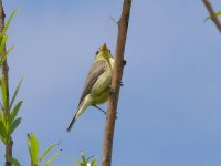 L1280809_Melodious Warbler.jpg