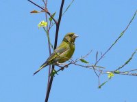 L1280870_Greenfinch.jpg