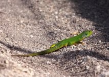 Balkan Green Lizard (Lacerta trilineata)Kalloni IL 180509.jpg