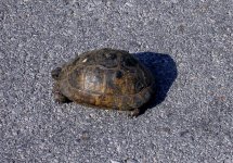 Tortoise Anaxos 140509.jpg