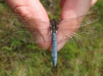 Keeled Skimmer.jpg