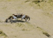 crab.jpg