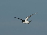 Juv Black Tern 1456.jpg