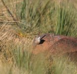 Short-tailed Grass-Wrenweb.jpg