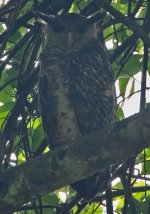 01 Spot-bellied Eagle Owl through a foggy lens.jpg