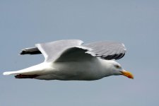 Herring Gull in flight.JPG
