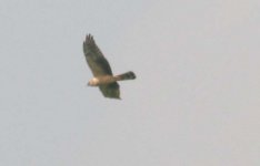 Pallid Harrier, Aylmerton.JPG