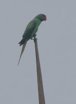 07 Layard's Parakeet -endemic.jpg