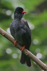 08 Black Bulbul at Martin's Place.jpg