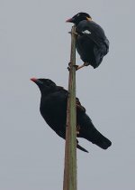 09 Sri Lanka Myna -endemic.jpg