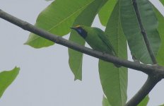 10 Yellow-fronted Leafbird.jpg